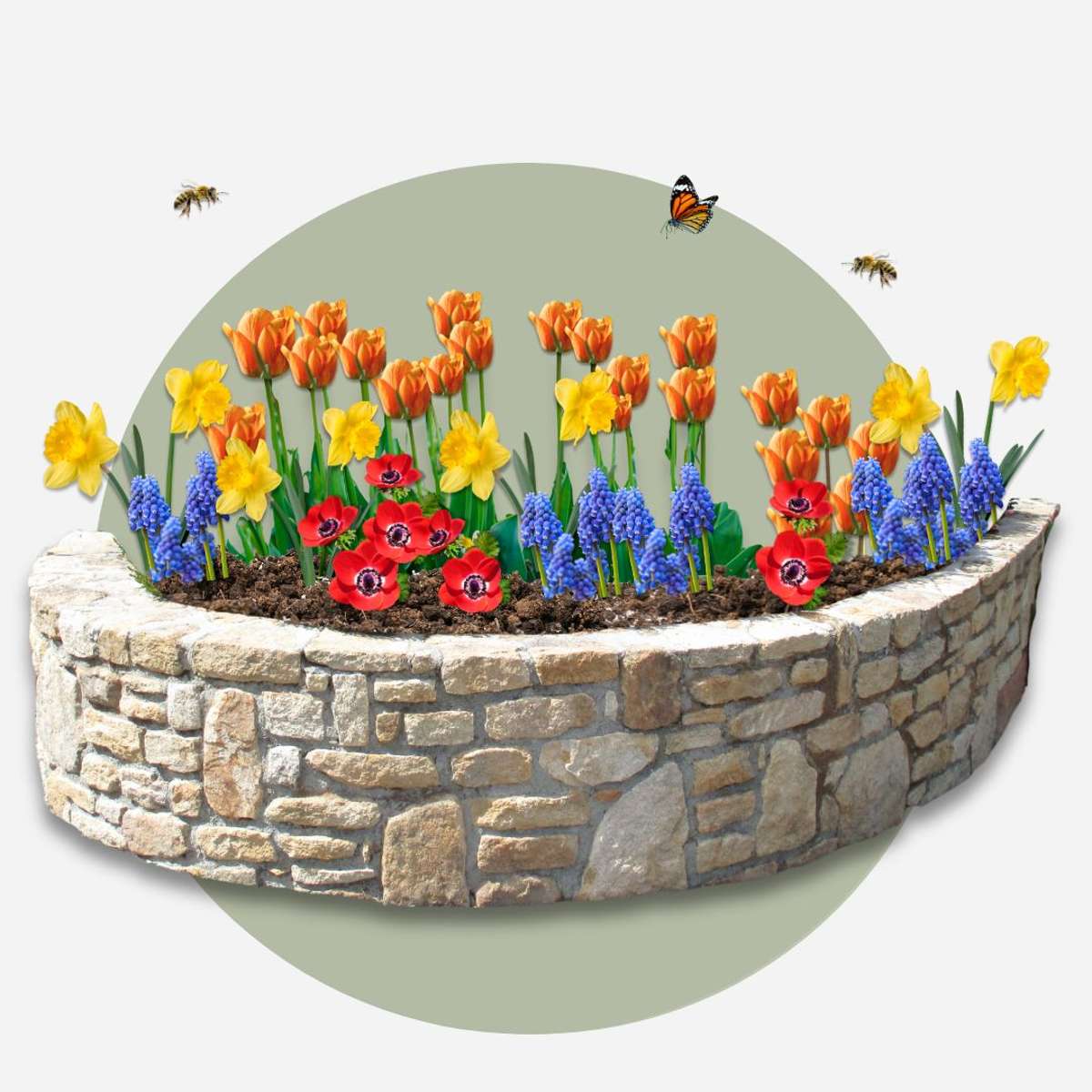 Bulb Mix Blomlökpaket - Set Om 250 - Tulipa, Anem. Narcis. Allium, Muscari - Blomlökar