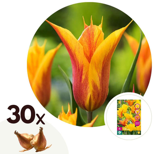 Florastore Tulpanlökar - Set Om 30 - Tulipa 'Vendee Globe' - Blomlökar - Vit