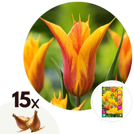 Florastore Tulpanlökar - Set Om 15 - Tulipa 'Vendee Globe' - Blomlökar - Vit