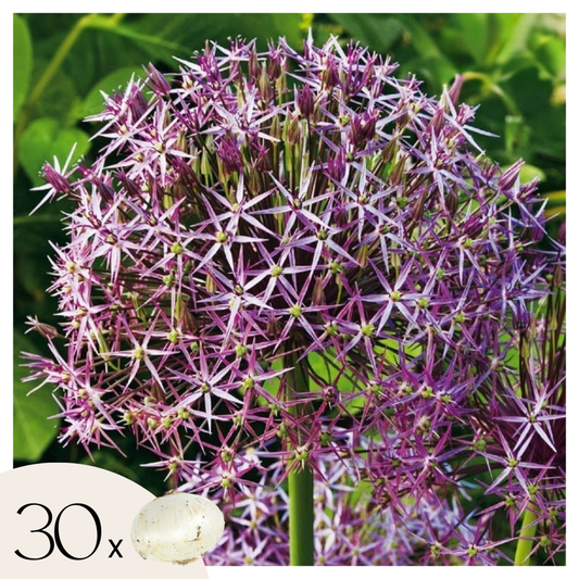 Allium Lökar - Set Om 30 - Allium 'Christophii' - Blomlökar - Purpur