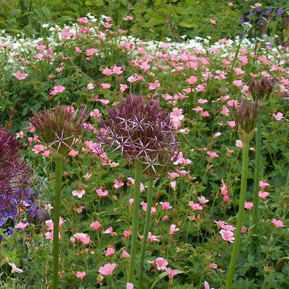 Allium Lökar - Set Om 30 - Allium 'Christophii' - Blomlökar - Purpur