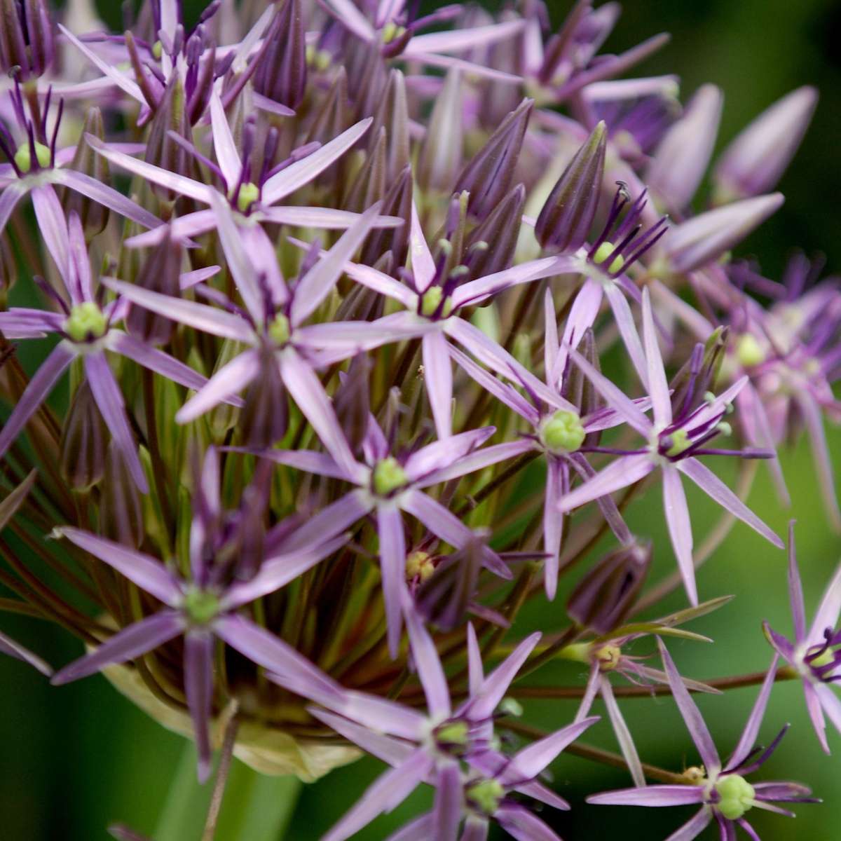 Allium Lökar - Set Om 15 - Allium 'Christophii' - Blomlökar - Purpur
