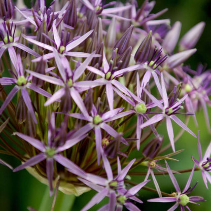 Allium Lökar - Set Om 15 - Allium 'Christophii' - Blomlökar - Purpur