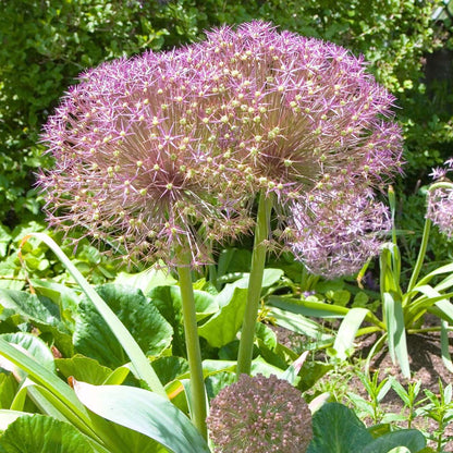 Allium Lökar - Set Om 15 - Allium 'Christophii' - Blomlökar - Purpur
