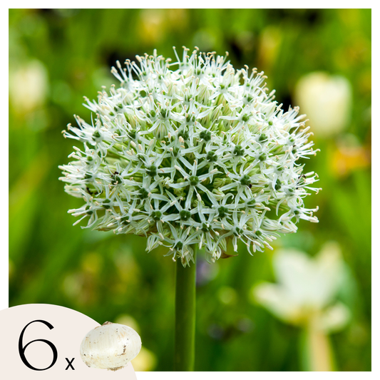 Florastore Allium Lökar - Set Om 6 - Allium 'Mount Everest' - Blomlökar - Vit