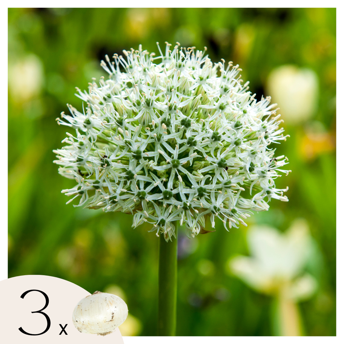 Florastore Allium Lökar - Set Om 3 - Allium 'Mount Everest' - Blomlökar - Vit