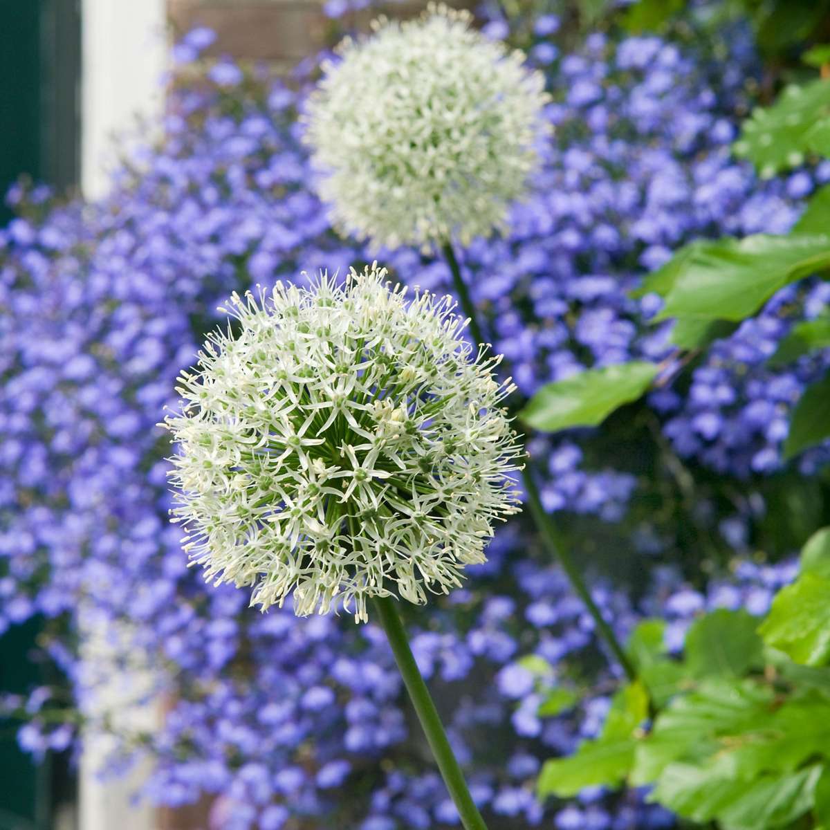 Allium Lökar - Set Om 3 - Allium 'Mount Everest' - Blomlökar - Vit