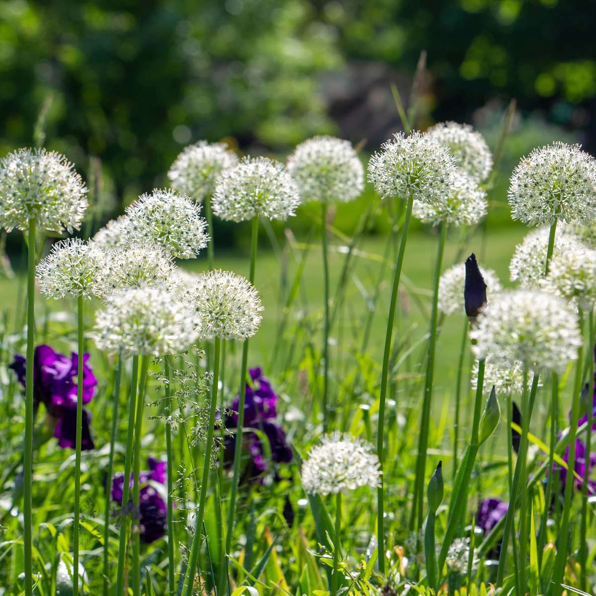Allium Lökar - Set Om 3 - Allium 'Mount Everest' - Blomlökar - Vit