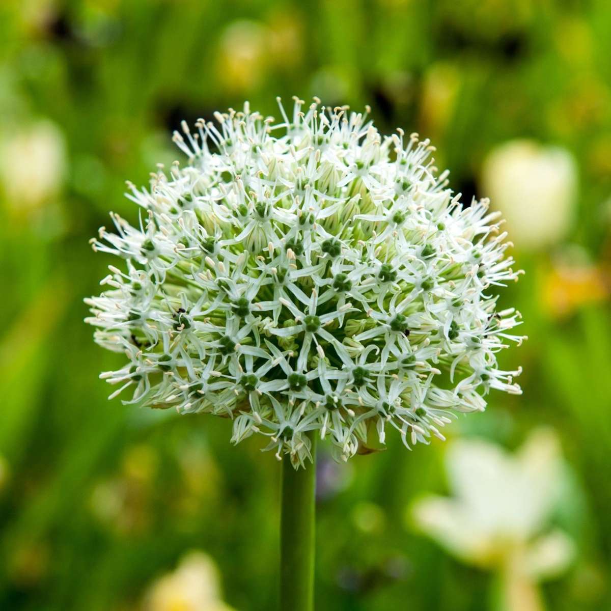 Allium Lökar - Set Om 3 - Allium 'Mount Everest' - Blomlökar - Vit