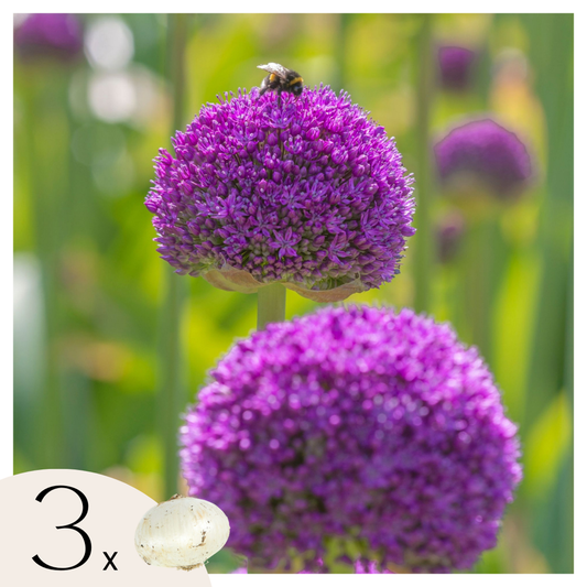 Florastore Allium Lökar - Set Om 3 - Allium 'Ambassador' - Blomlökar - Purpur