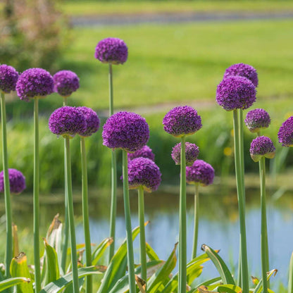 Allium Lökar - Set Om 3 - Allium 'Ambassador' - Blomlökar - Purpur