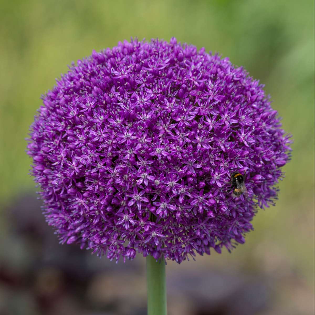 Allium Lökar - Set Om 3 - Allium 'Ambassador' - Blomlökar - Purpur