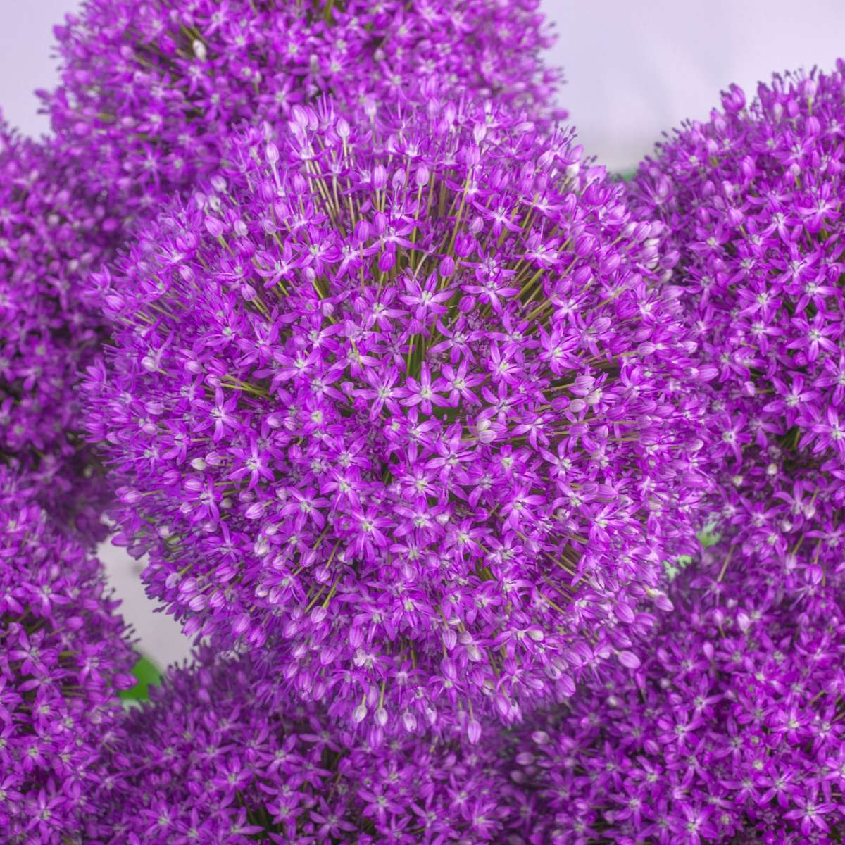 Allium Lökar - Set Om 3 - Allium 'Ambassador' - Blomlökar - Purpur