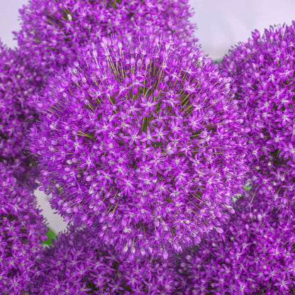 Allium Lökar - Set Om 3 - Allium 'Ambassador' - Blomlökar - Purpur