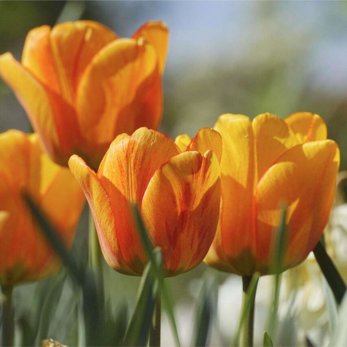 Bulb Mix Blomlökpaket - Set Om 125 - Tulipa, Anem. Narcis. Allium, Muscari - Blomlökar