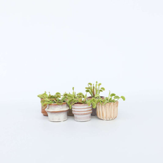 Florastore Venus Flugfälla - Set Om 6 - Dionaea Muscipula - Höjd 5-15Cm - ⌀5,5Cm