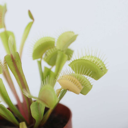 Other Green Houseplants Venus Flugfälla - Set Om 6 - Dionaea Muscipula - Höjd 5-15Cm - ⌀5,5Cm