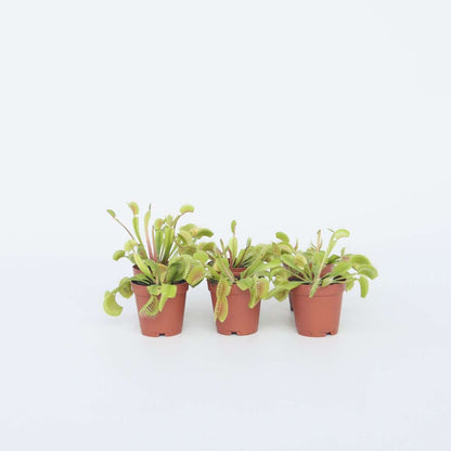 Other Green Houseplants Venus Flugfälla - Set Om 6 - Dionaea Muscipula - Höjd 5-15Cm - ⌀5,5Cm