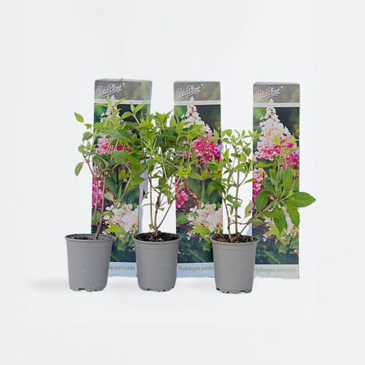 Florastore Hortensia - Set Om 3 - Hydrangea Paniculata 'Pink Lady' - Höjd 25-40Cm - ⌀9Cm