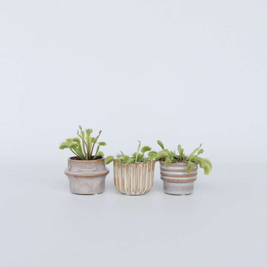 Florastore Venus Flugfälla - Set Om 3 - Dionaea Muscipula - Höjd 5-15Cm - ⌀5,5Cm