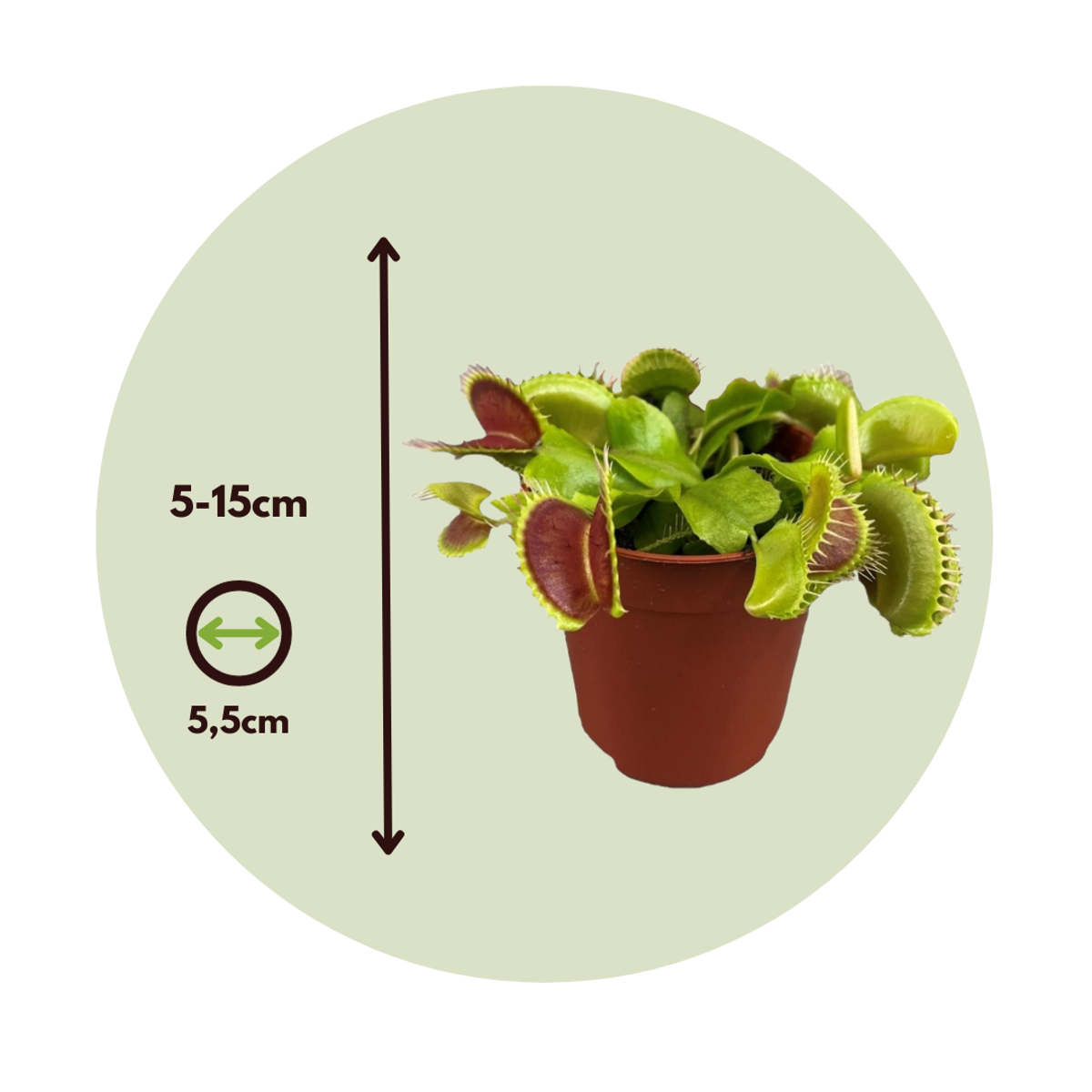 Other Green Houseplants Venus Flugfälla - Set Om 3 - Dionaea Muscipula - Höjd 5-15Cm - ⌀5,5Cm