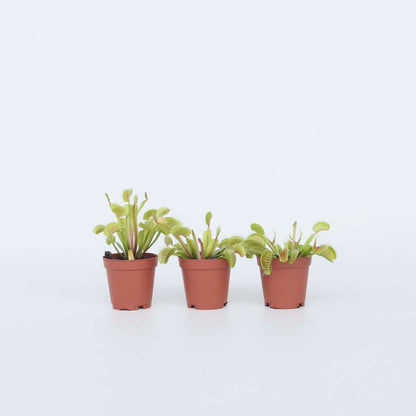 Other Green Houseplants Venus Flugfälla - Set Om 3 - Dionaea Muscipula - Höjd 5-15Cm - ⌀5,5Cm