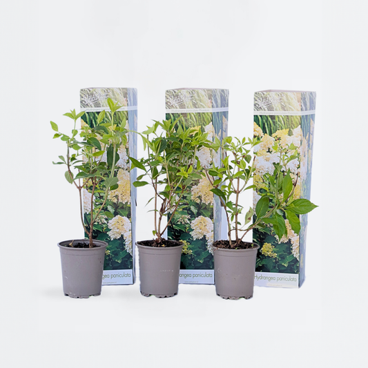 Florastore Hortensia - Set Om 3 - Hydrangea Paniculata 'Phantom' - Höjd 25-40Cm - ⌀9Cm