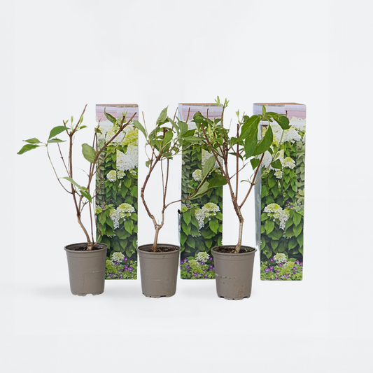 Florastore Hortensia - Set Om 3 - Hydrangea Paniculata - Höjd 25-40Cm - ⌀9Cm