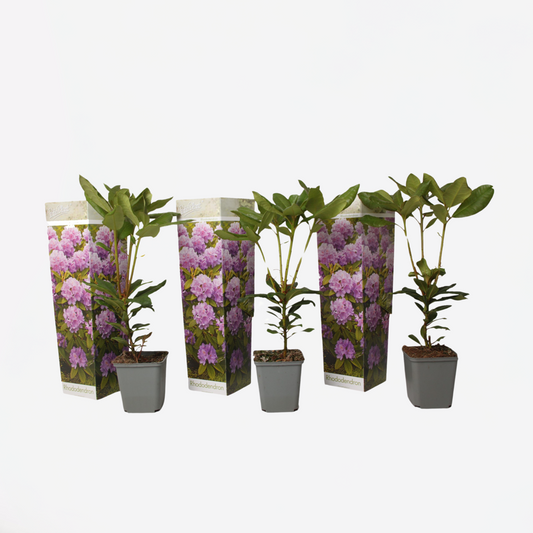 Florastore Rhodondendron Buske - Set Om 3 - Rhododendron - Höjd 25-40Cm - ⌀9Cm