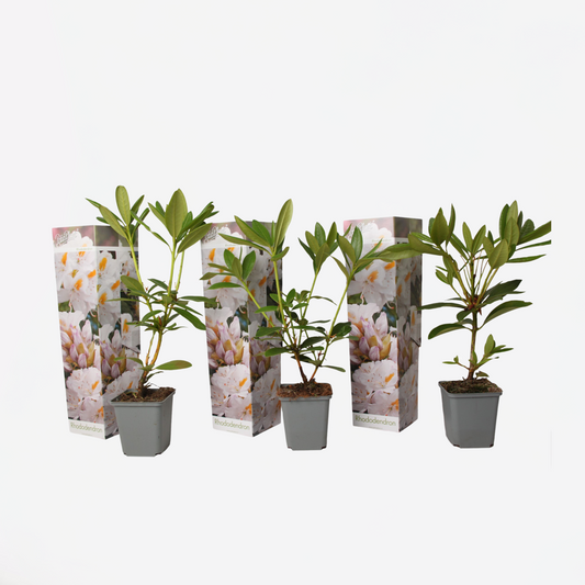 Florastore Rhodondendron Buske - Set Om 3 - Rhododendron - Höjd 25-40Cm - ⌀9Cm