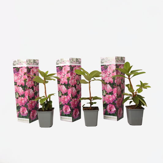 Florastore Rhodondendron Buske - Set Om 3 - Rhododendron Roseum - Höjd 25-40Cm - ⌀9Cm