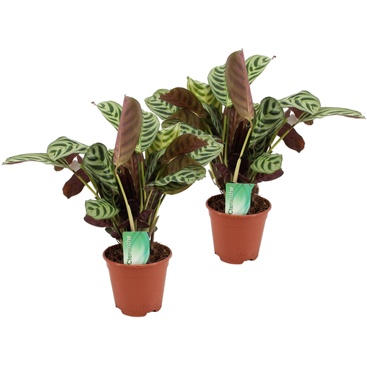 Florastore Fiskbensstenante - Set Om 2 - Ctenanthe 'Burle-Marxii' - Höjd 30-40Cm - ⌀14Cm