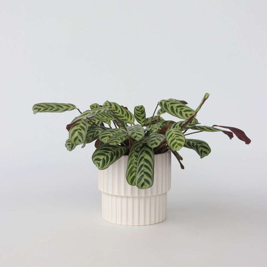 Florastore Fiskbensstenante - Ctenanthe 'Burle-Marxii' - Höjd 30-40Cm - ⌀14Cm