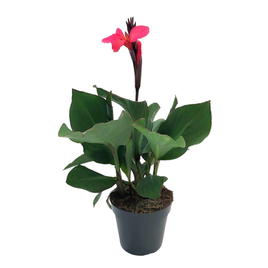 Florastore Kanna - Canna 'Cannova' - Höjd 35-45Cm - ⌀17Cm