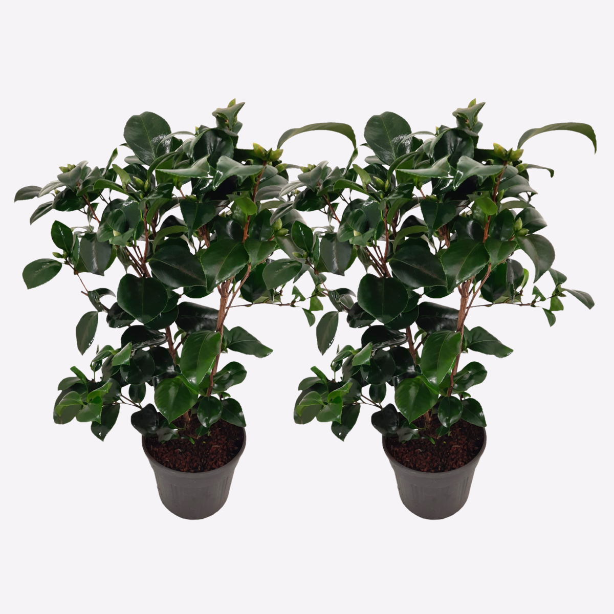 Roses Japansk Ros - Set Om 2 - Camellia Japonica 'Lady C.' - Höjd 50-60Cm - ⌀15Cm