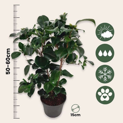 Roses Japansk Ros - Set Om 2 - Camellia Japonica 'Lady C.' - Höjd 50-60Cm - ⌀15Cm