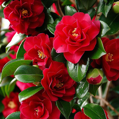 Roses Japansk Ros - Set Om 2 - Camellia Japonica 'Lady C.' - Höjd 50-60Cm - ⌀15Cm