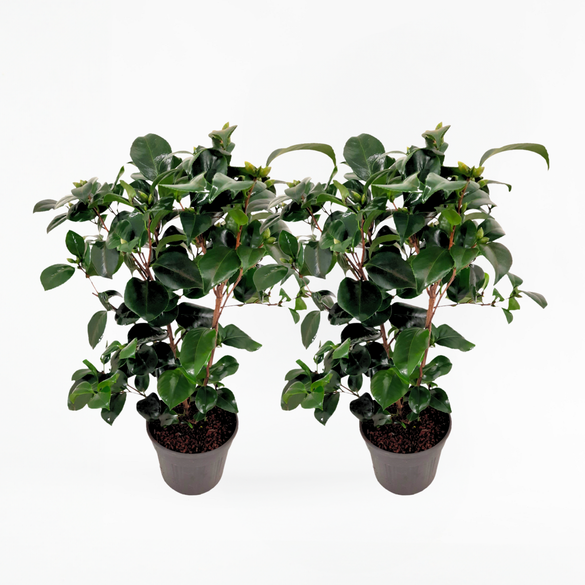 Roses Japansk Ros - Set Om 2 - Camellia Japonica 'Lady C.' - Höjd 50-60Cm - ⌀15Cm