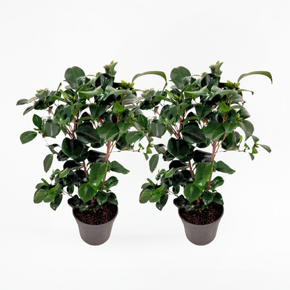 Roses Japansk Ros - Set Om 2 - Camellia Japonica 'Lady C.' - Höjd 50-60Cm - ⌀15Cm