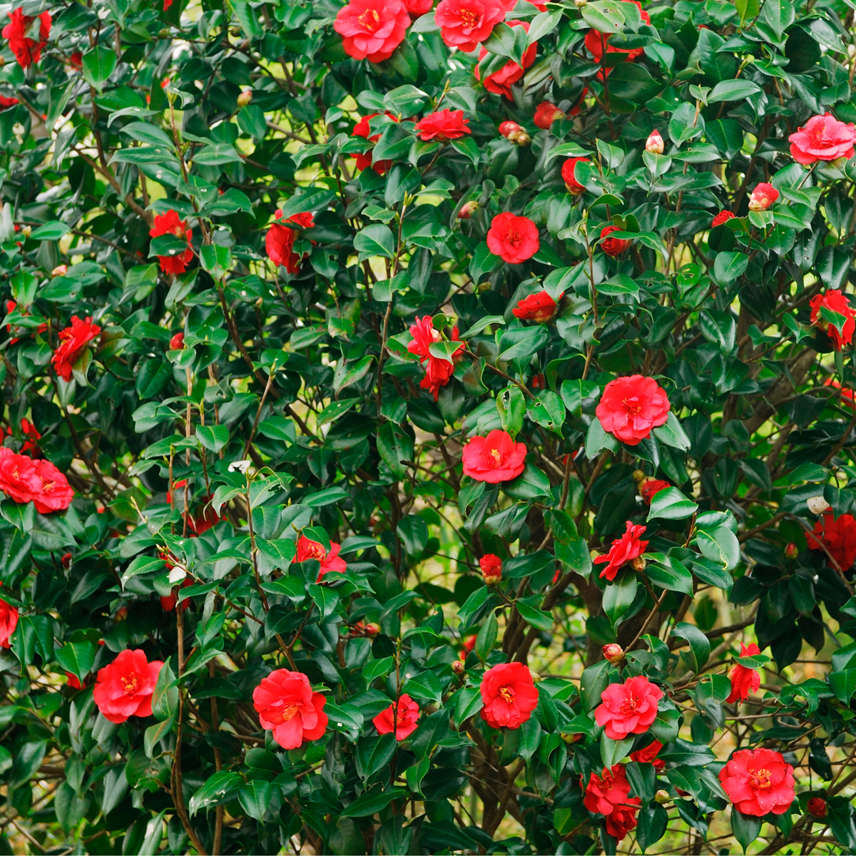 Roses Japansk Ros - Set Om 2 - Camellia Japonica 'Lady C.' - Höjd 50-60Cm - ⌀15Cm