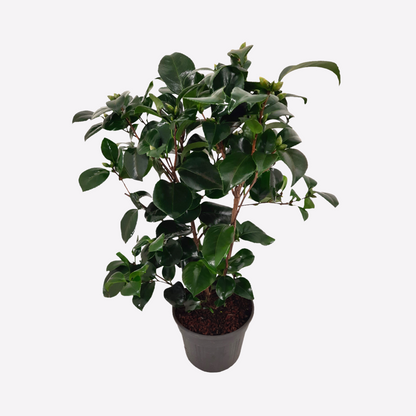 Roses Japansk Ros - Camellia Japonica 'Lady Campbell' - Höjd 50-60Cm - ⌀15Cm