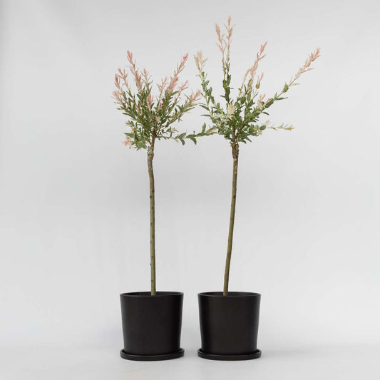 Florastore Japansk Dvärgpil - Set Om 2 - Salix Integra 'Flamingo' - Höjd 90-110Cm - ⌀19Cm