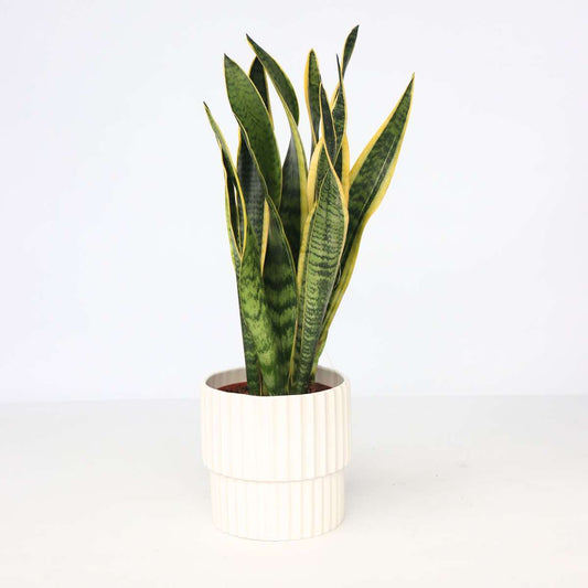 Florastore Svärmorstunga - Sansevieria Trifasciata Laurentii - Höjd 40-50Cm - ⌀14Cm