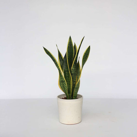 Sansevieria Svärmorstunga - Sansevieria Trifasciata Laurentii - Höjd 60-70Cm - ⌀17Cm