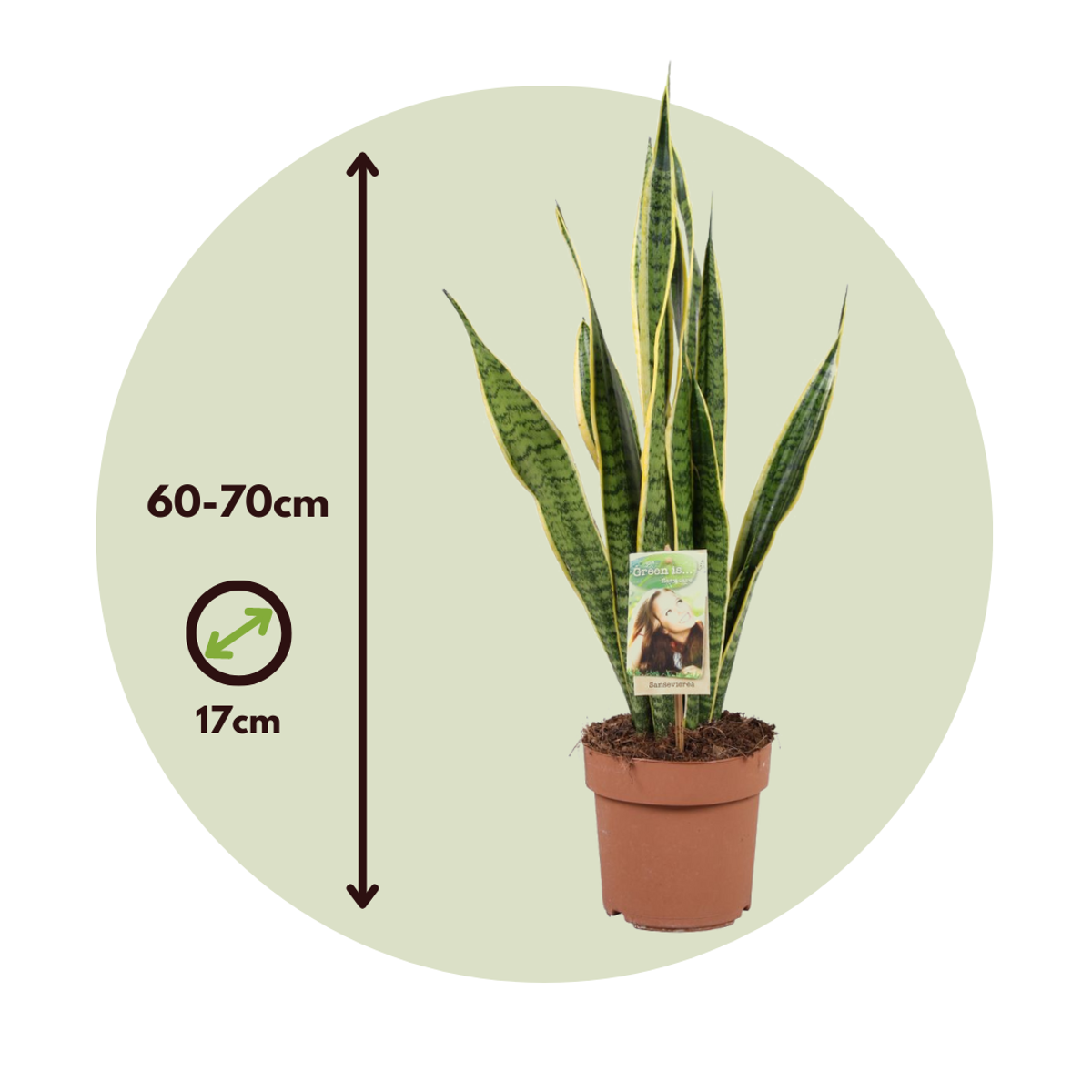 Sansevieria Svärmorstunga - Sansevieria Trifasciata Laurentii - Höjd 60-70Cm - ⌀17Cm