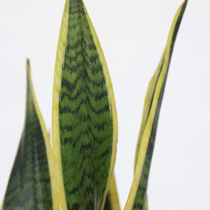 Sansevieria Svärmorstunga - Sansevieria Trifasciata Laurentii - Höjd 60-70Cm - ⌀17Cm