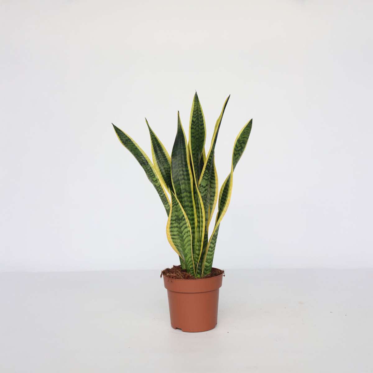 Sansevieria Svärmorstunga - Sansevieria Trifasciata Laurentii - Höjd 60-70Cm - ⌀17Cm