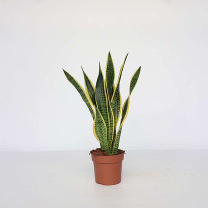Sansevieria Svärmorstunga - Sansevieria Trifasciata Laurentii - Höjd 60-70Cm - ⌀17Cm