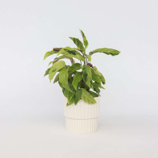 Florastore Påfågelväxt - Kalatea - Calathea 'Yellow Fusion' - Höjd 30-40Cm - ⌀14Cm