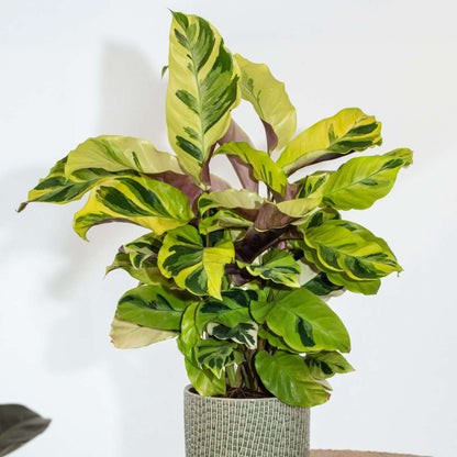 Calathea Påfågelväxt - Kalatea - Calathea 'Yellow Fusion' - Höjd 30-40Cm - ⌀14Cm
